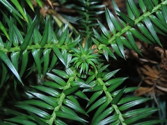 Cunninghamia