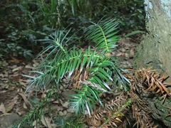 Cunninghamia
