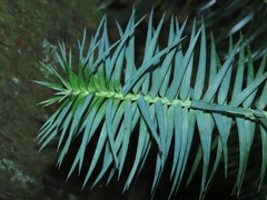 Cunninghamia