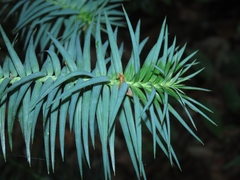 Cunninghamia