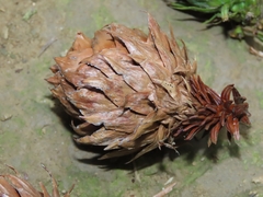 Cunninghamia