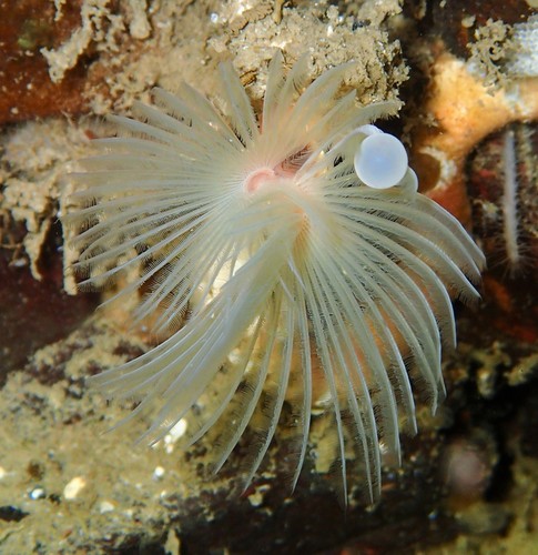 Apomatus