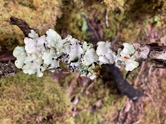 Cetrelia cetrarioides