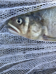Plecoglossus altivelis