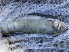 Plecoglossus altivelis