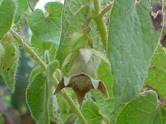 Dictyanthus tuberosus