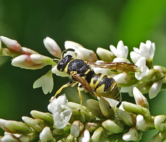 Euodynerus foraminatus