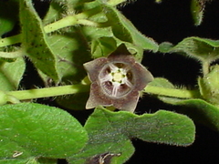 Dictyanthus tuberosus