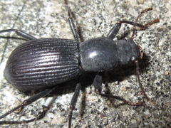 Stenophanes mesostena