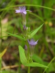 Gentianella amarella acuta