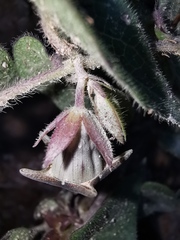 Dictyanthus tuberosus