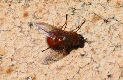Calliphora ochracea
