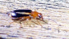 Lebia solea