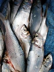 Megalops cyprinoides