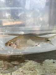 Paratanakia himantegus