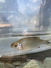 Paratanakia himantegus