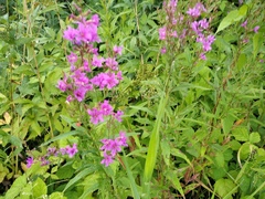 Lythrum salicaria