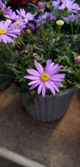 Argyranthemum frutescens
