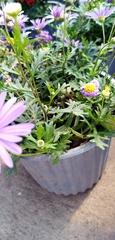 Argyranthemum frutescens