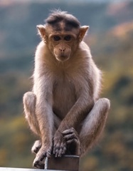Macaca