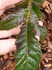 Davidsonia jerseyana