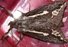 Abantiades tembyi