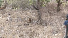Panthera tigris tigris