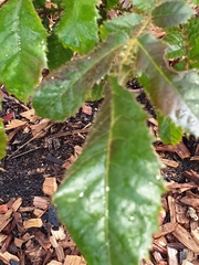 Davidsonia jerseyana