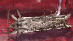 Abantiades tembyi