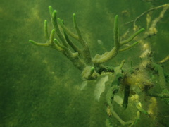 Spongilla lacustris