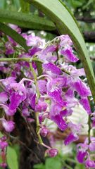 Aerides maculosa