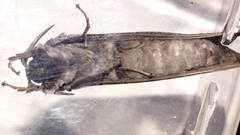 Abantiades tembyi