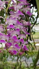 Aerides maculosa