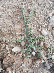 Dictyanthus tuberosus