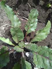 Beta vulgaris vulgaris