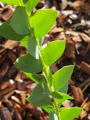 Acacia cultriformis