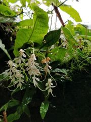 Habenaria crinifera