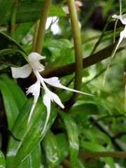 Habenaria crinifera
