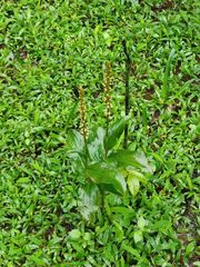 Peristylus plantagineus