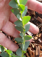 Acacia cultriformis