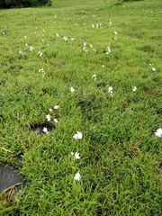 Habenaria suaveolens