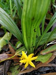 Curculigo orchioides