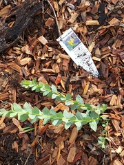 Acacia cultriformis