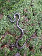 Lycodon travancoricus