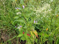 Solanum dulcamara
