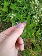 Solanum dulcamara