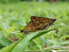 Taractrocera ceramas