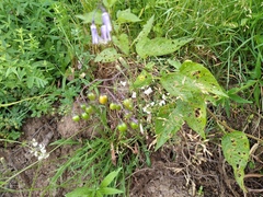 Solanum dulcamara