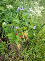 Solanum dulcamara