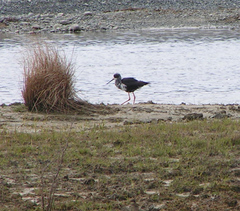 Himantopus novaezelandiae